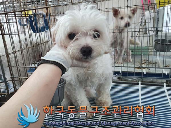 한국동물구조관리협회_441392202300089